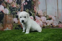 Casper, a male English Cream Golden Retriever for sale in Stockton, MO – 8 of 10