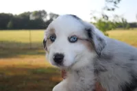 America, a male Miniature Australian Shepherd for sale in Stockton, MO – 3 of 10