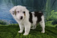 Irene, a female Miniature Australian Shepherd for sale in Stockton, MO – 4 of 10