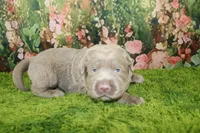 Misty, a female Labrador Retriever for sale in Stockton, MO – 3 of 5