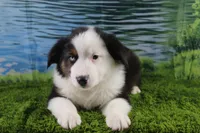 Ellis, a male Miniature Australian Shepherd for sale in Stockton, MO – 2 of 10