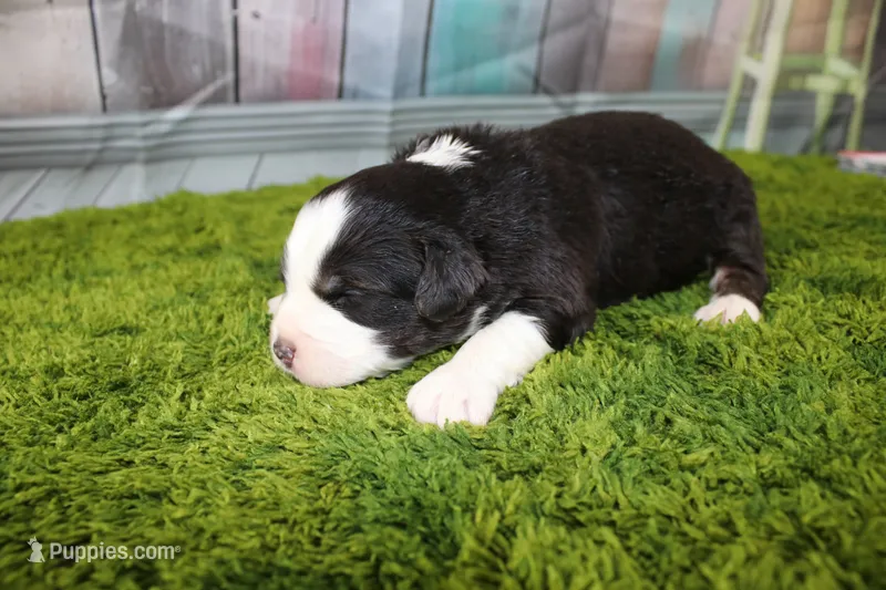 Liberty – Miniature Australian Shepherd puppy for sale in Stockton, MO