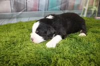 Liberty, a female Miniature Australian Shepherd for sale in Stockton, MO – 1 of 5