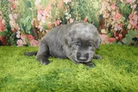 Wren, a female Labrador Retriever for sale in Stockton, MO – 3 of 4