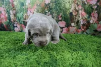 Ember, a female Labrador Retriever for sale in Stockton, MO – 7 of 7