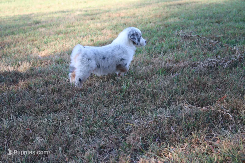 America – Miniature Australian Shepherd puppy for sale in Stockton, MO