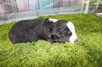 Liberty, a female Miniature Australian Shepherd for sale in Stockton, MO – 4 of 5