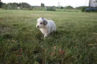 America, a male Miniature Australian Shepherd for sale in Stockton, MO – 7 of 10