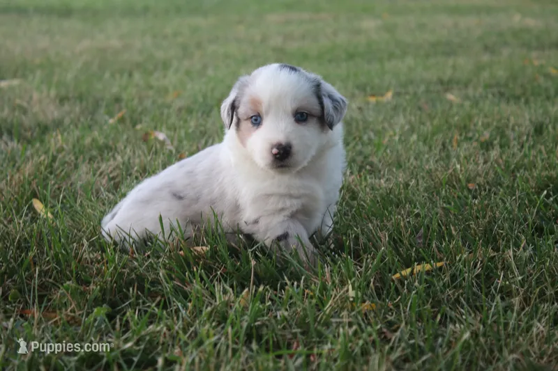 America – Miniature Australian Shepherd puppy for sale in Stockton, MO