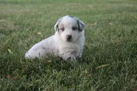 America, a male Miniature Australian Shepherd for sale in Stockton, MO – 5 of 10