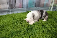George, a male Miniature Australian Shepherd for sale in Stockton, MO – 1 of 6