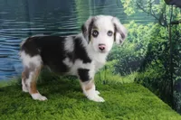 Freedom, a female Miniature Australian Shepherd for sale in Stockton, MO – 2 of 10