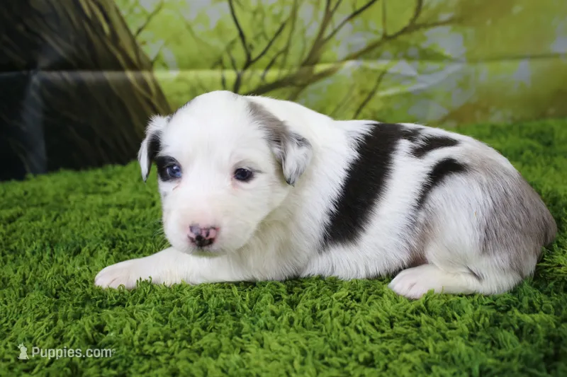 Harriett – Miniature Australian Shepherd puppy for sale in Stockton, MO