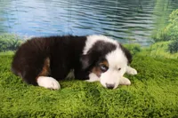 Ellis, a male Miniature Australian Shepherd for sale in Stockton, MO – 5 of 10