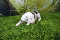 Boston, a male Miniature Australian Shepherd for sale in Stockton, MO – 4 of 9