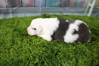 Irene, a female Miniature Australian Shepherd for sale in Stockton, MO – 5 of 6