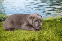 Wren, a female Labrador Retriever for sale in Stockton, MO – 6 of 9