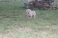 Ember, a female Labrador Retriever for sale in Stockton, MO – 1 of 10