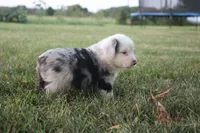 George, a male Miniature Australian Shepherd for sale in Stockton, MO – 8 of 10