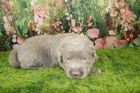 Misty, a female Labrador Retriever for sale in Stockton, MO – 2 of 5