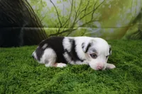 Freedom, a female Miniature Australian Shepherd for sale in Stockton, MO – 10 of 10