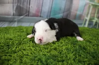 Ellis, a male Miniature Australian Shepherd for sale in Stockton, MO – 5 of 5