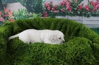 Pearl, a female English Cream Golden Retriever for sale in Stockton, MO – Photo 4 of 8