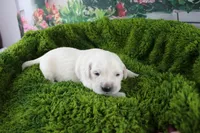 Pearl, a female English Cream Golden Retriever for sale in Stockton, MO – Photo 5 of 8