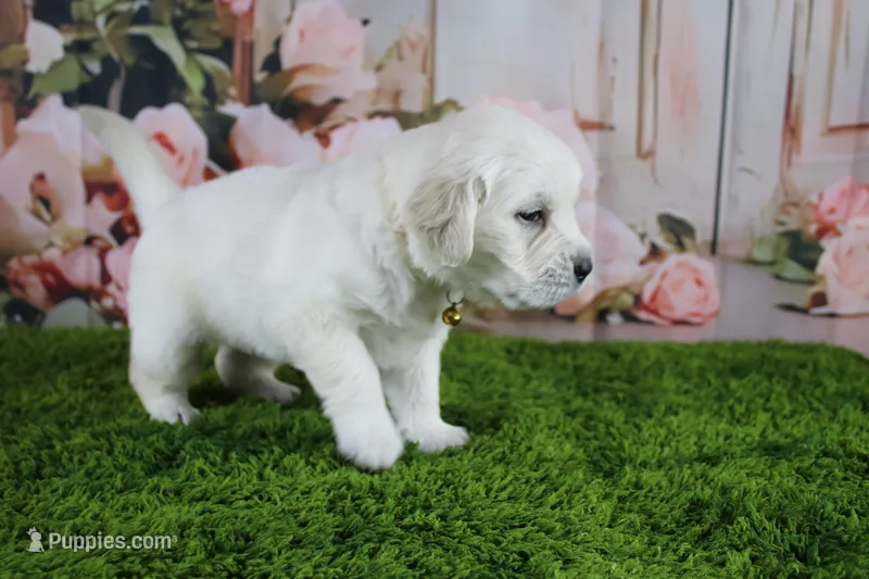 Pearl – English Cream Golden Retriever puppy on hold in Stockton, MO