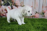 Pearl, a female English Cream Golden Retriever for sale in Stockton, MO – 1 of 10