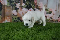 Pearl, a female English Cream Golden Retriever for sale in Stockton, MO – 5 of 10