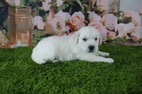Pearl, a female English Cream Golden Retriever for sale in Stockton, MO – 2 of 10