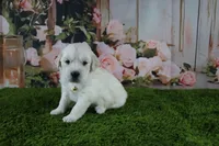 Pearl, a female English Cream Golden Retriever for sale in Stockton, MO – 3 of 10
