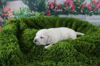 Pearl, a female English Cream Golden Retriever for sale in Stockton, MO – Photo 3 of 8