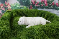 Pearl, a female English Cream Golden Retriever for sale in Stockton, MO – Photo 6 of 8