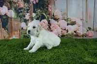 Pearl, a female English Cream Golden Retriever for sale in Stockton, MO – 4 of 10