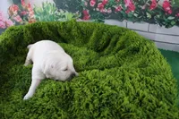 Pearl, a female English Cream Golden Retriever for sale in Stockton, MO – Photo 7 of 8