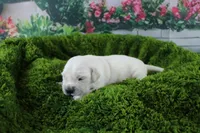 Pearl, a female English Cream Golden Retriever for sale in Stockton, MO – Photo 2 of 8