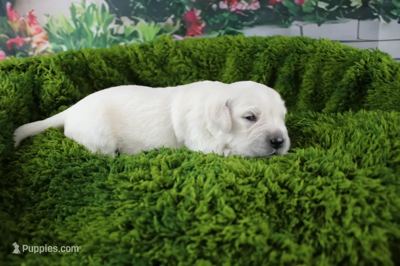 Pearl – English Cream Golden Retriever puppy for sale in Stockton, MO
