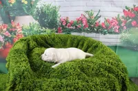 Pearl, a female English Cream Golden Retriever for sale in Stockton, MO – Photo 8 of 8