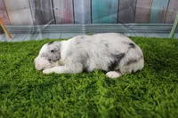 America, a male Miniature Australian Shepherd for sale in Stockton, MO – 3 of 6