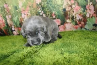 Wren, a female Labrador Retriever for sale in Stockton, MO – 2 of 4
