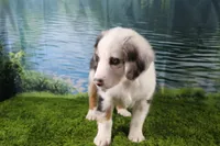 Freedom, a female Miniature Australian Shepherd for sale in Stockton, MO – 3 of 10