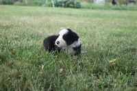 Jubilee, a female Miniature Australian Shepherd for sale in Stockton, MO – 3 of 10