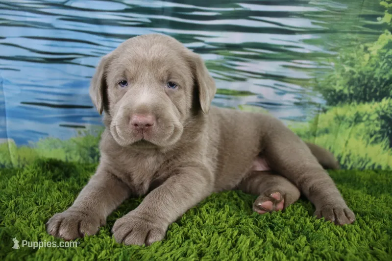 Misty – Labrador Retriever puppy for sale in Stockton, MO