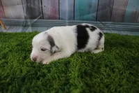 Harriett, a female Miniature Australian Shepherd for sale in Stockton, MO – 3 of 4