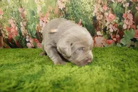 Ember, a female Labrador Retriever for sale in Stockton, MO – 5 of 7