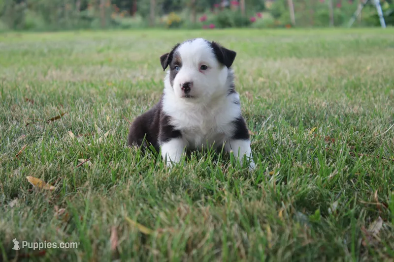 Ellis – Miniature Australian Shepherd puppy for sale in Stockton, MO