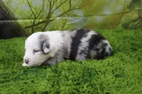 George, a male Miniature Australian Shepherd for sale in Stockton, MO – 10 of 10