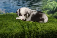 Freedom, a female Miniature Australian Shepherd for sale in Stockton, MO – 4 of 10